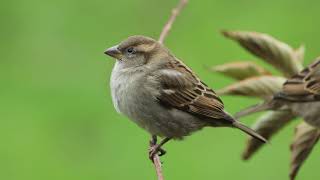 le moineau domestique  notre belle Nature [upl. by Anikal]