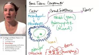 Types of Cartilage [upl. by Velasco]