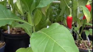 ⟹ Tobacco  Nicotiana  Growning tobacco in the greenhouse [upl. by Cissie]