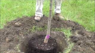 How to plant a potted tree [upl. by Anauj]