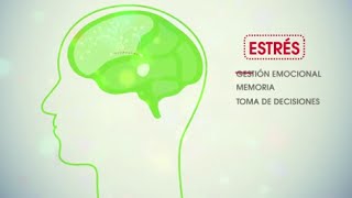 Neuroeducación por otra escuela [upl. by Eiramlirpa]