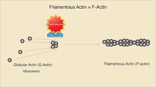 Microfilaments Structure Assembly and Function [upl. by Llesig4]