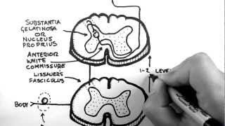 Spinal Pathways 3  Spinothalamic Tract [upl. by Yrellam70]