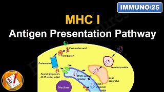 Antigen Processing and Presentation PART I MHC I Antigen Presentation pathway FLImmuno25 [upl. by Supen368]