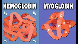 HEMOGLOBIN AND MYOGLOBIN BIOCHEMISTRY [upl. by Siroled]