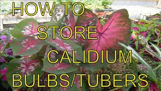 How to Store Caladium TubersBulbs for Winter Care [upl. by Enelehcim405]