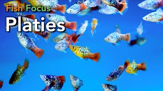 Fish Focus  Platies [upl. by Aizan]