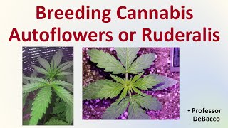 Breeding Cannabis Autoflowers or Ruderalis [upl. by Inalawi]