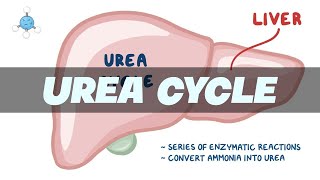 UREA CYCLE Simplified  Biochemistry [upl. by Airetas]