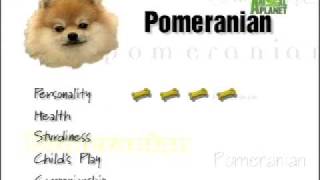 Breed All About It  Pomeranian [upl. by Coney]