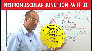 Neuromuscular Junction  Dr Najeeb  Part 12 [upl. by Charleen25]