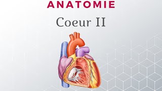 Anatomie du Coeur  Configuration Interne [upl. by Nhguav]