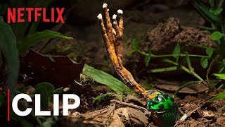 Our Planet  Fungus  Clip  Netflix [upl. by Milli]