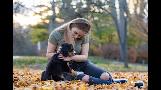 Getting a new Bernese Mountain Dog mixed pup 🐶 First time meeting a puppy [upl. by Dysart]