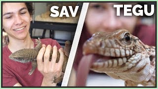 Why Tegus Are Better Than Savannah Monitors [upl. by Trixy385]