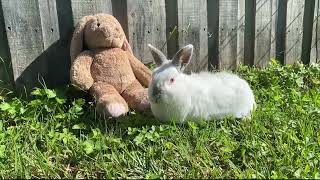 Myxomatosis in rabbits [upl. by Ricketts635]