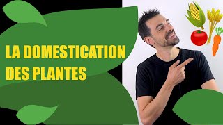 COURS DE TERMINALE SPÉCIALITÉ SVT CHAP11 LA DOMESTICATION DES PLANTES Bio Logique [upl. by Lynden43]