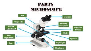 Microscope Types Parts and Function [upl. by Lewis]