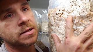 Growing Shiitake Mushrooms  In depth on Colonizing Shiitake Blocks [upl. by Gibbie]