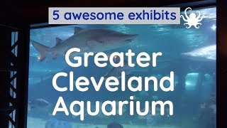 Greater Cleveland Aquarium  5 exhibits you should see [upl. by Ardnuhs]