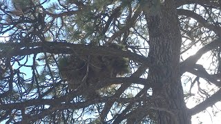 Porcupines Nest in Trees [upl. by Crompton577]