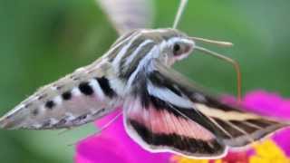 Hummingbird Hawk Moth [upl. by Stevena112]