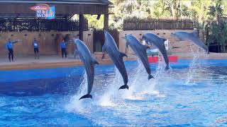 uShaka Marine World amp the dolphins of Sea World Durban [upl. by Eimot]