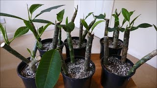 Frangipani Cuttings [upl. by Alessandra639]