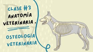 OSTEOLOGÍA VETERINARIA  CLASE  3  ANATOMÍA VETERINARIA [upl. by Otir]