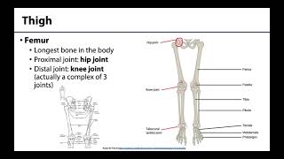 Lower Limb  Bones amp Joints [upl. by Irrot]