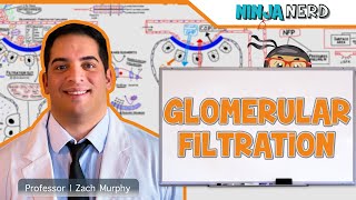 Renal  Glomerular Filtration [upl. by Egas]