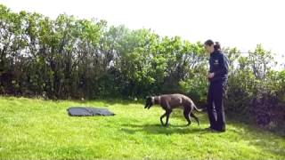 Training young Sighthounds [upl. by Cleti]