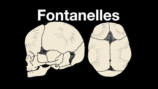 Skull fontanelles [upl. by Adieren]