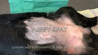 Five Minute Puppy Spay [upl. by Aulea]