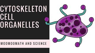 Cytoskeleton Structure  Cell Organelles [upl. by Nhguav]