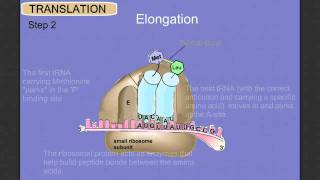 Protein Synthesis Stage 2 Translation [upl. by Kyd]