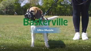 New Baskerville Ultra Muzzle How to Use and Fit [upl. by Hyacinthe]