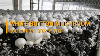 White Button Mushroom Cultivation Agaricus bisporus  DMR Solan [upl. by Ihcelek]