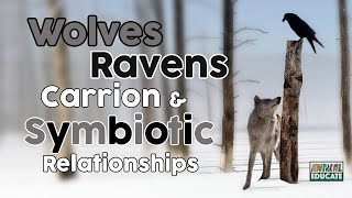 Wolves Ravens Carrion amp Symbiotic Relationships 🐺 [upl. by Anu431]