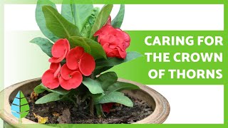 CARING for the CROWN of THORNS Euphorbia MIli 🌸 Watering Pruning Reproduction and more [upl. by Asiluj]