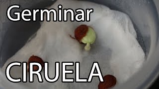 Como germinar semillas de CIRUELA  México Verde [upl. by Misty]