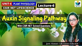 AUXIN SIGNALING PATHWAY  PHYTOHORMONEPART6 CSIR NETPLANT BIOLOGY [upl. by Hairam]