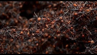 BRASIL SALVAJE  Documental Naturaleza HD 1080p  Grandes Documentales [upl. by Anifesoj]