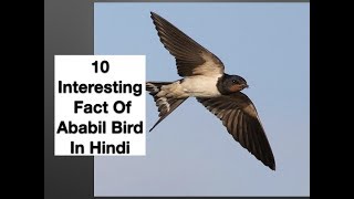 10 Interesting Fact Of Ababil Bird In Hindi [upl. by Lattonia]