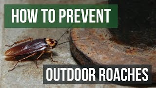 How to Prevent Outdoor Roach Invasions [upl. by Jaquelin]