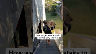 Labrador scared of stairs [upl. by Egas]