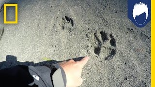 What’s Special About a Wolf’s Paw Print  National Geographic [upl. by Land]