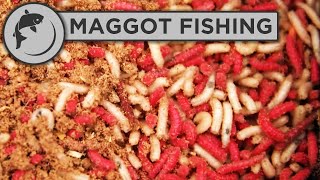 How to catch carp with maggots [upl. by Varuag]