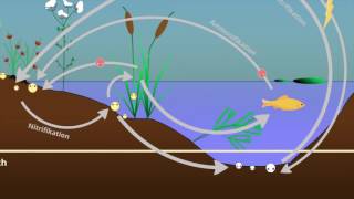 Stoffkreisläufe im Ökosystem See [upl. by Halilad460]
