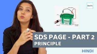 SDS PAGE  Part 2  Principle  Hindi [upl. by Wallford287]